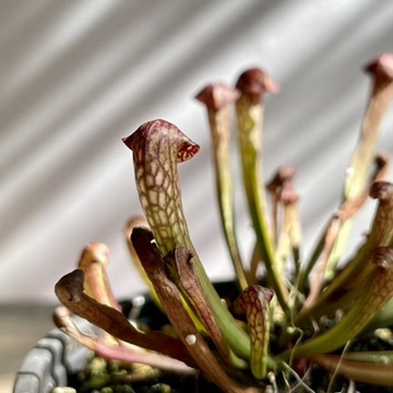 American Pitcher Plant