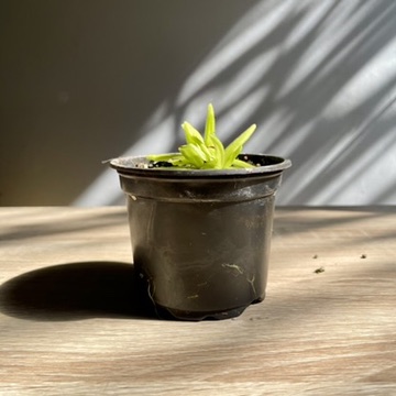 Butterwort Plant
