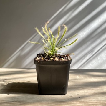 Sundew Plant