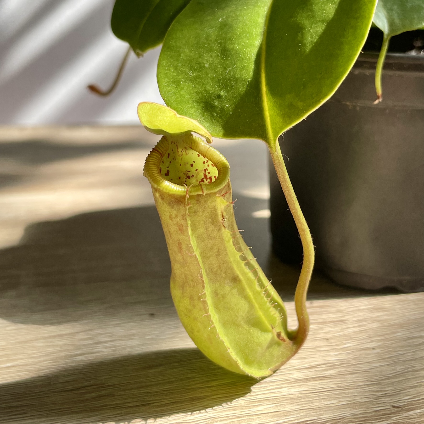 Tropical Pitcher Plant