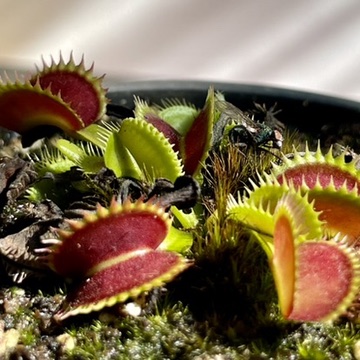 Venus Flytrap Plant